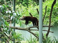 106 Cairns Tropical Zoo